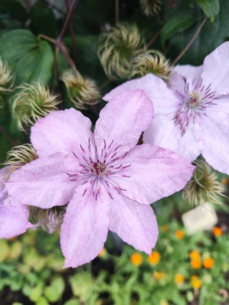 Клематис Hagley Hybrid (PINK CHIFFON)