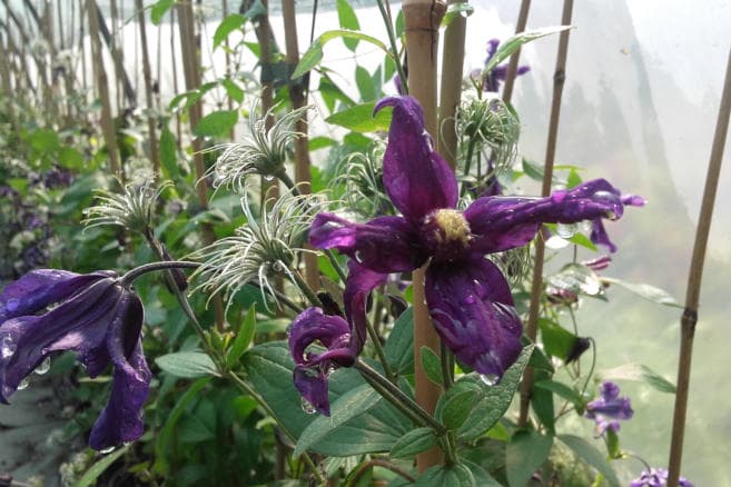 Клематис x diversifolia Hendersonii