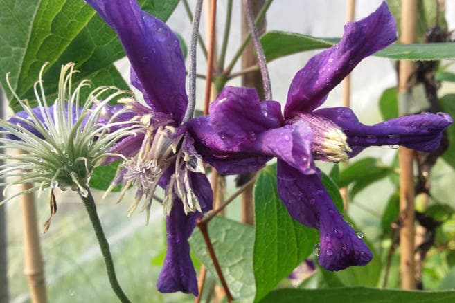 Клематис x diversifolia Hendersonii