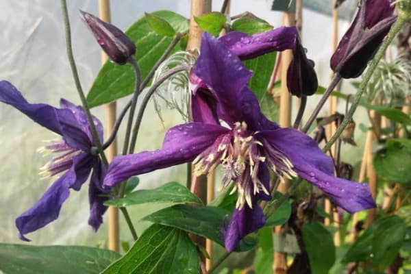Клематис x diversifolia Hendersonii