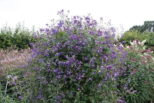 Клематис x diversifolia Hendersonii