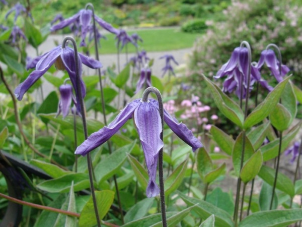 Клематис integrifolia