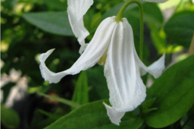 Клематис integrifolia Alba