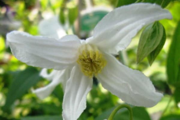 Клематис integrifolia Alba