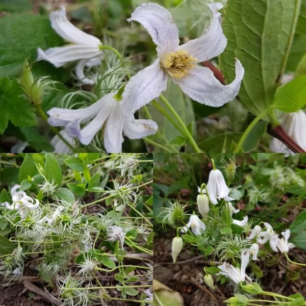 Клематис integrifolia Alba