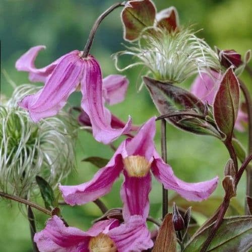 Клематис Floris V