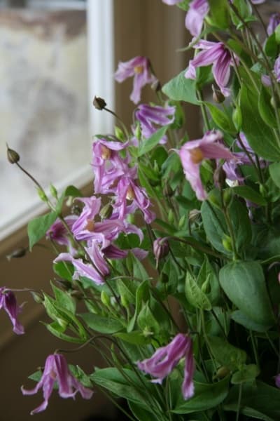 Клематис Floris V