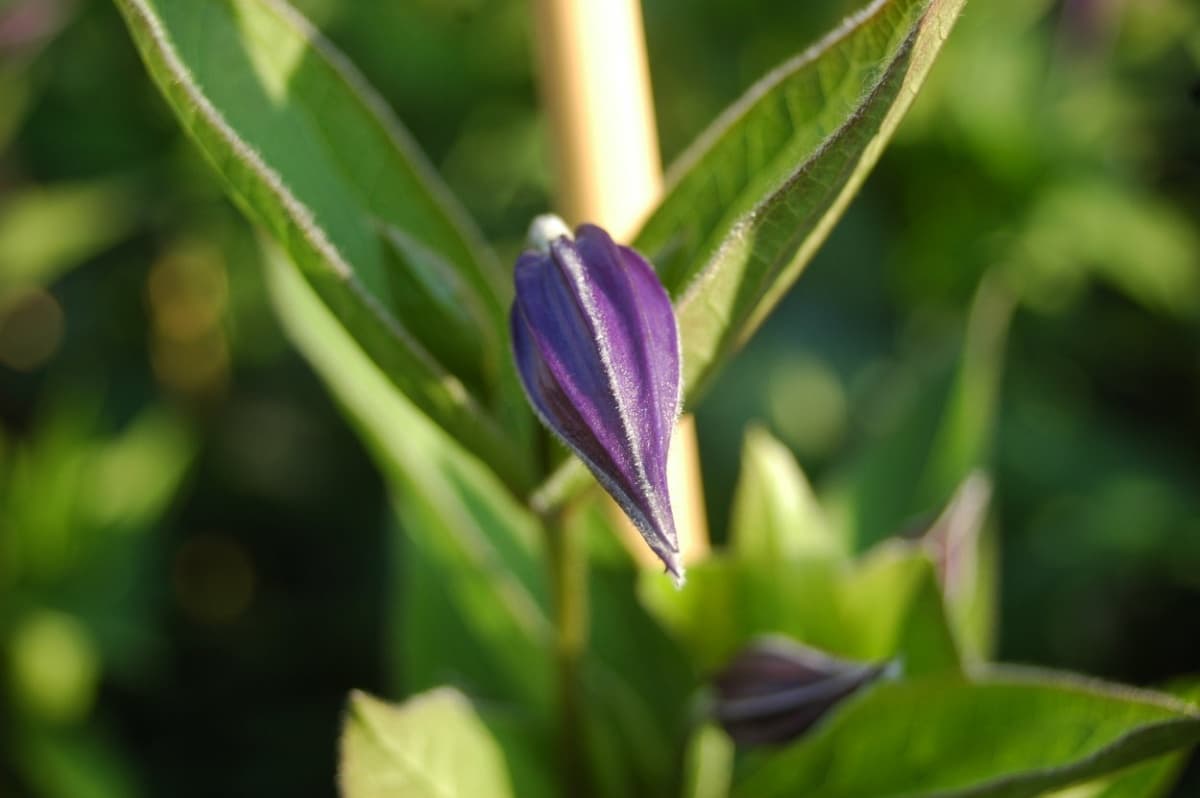 Клематис x diversifolia Olgae