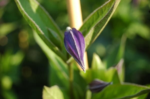 Клематис x diversifolia Olgae