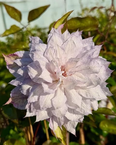 Jackmanii Alba