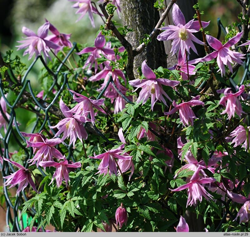 Клематис Markhams Pink