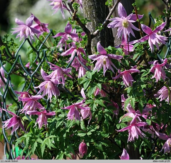 Клематис Markhams Pink
