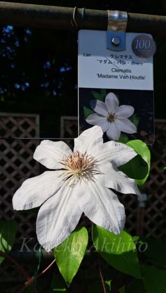 Клематис Madame van Houtte