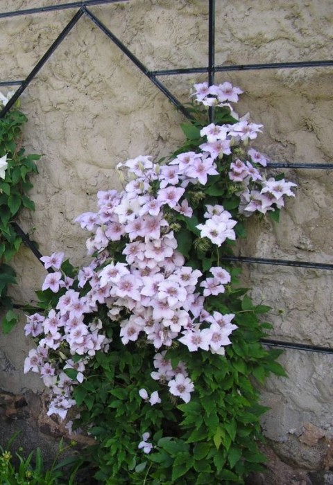 Клематис Marmori