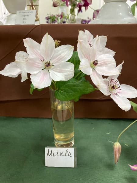 Клематис Mikla