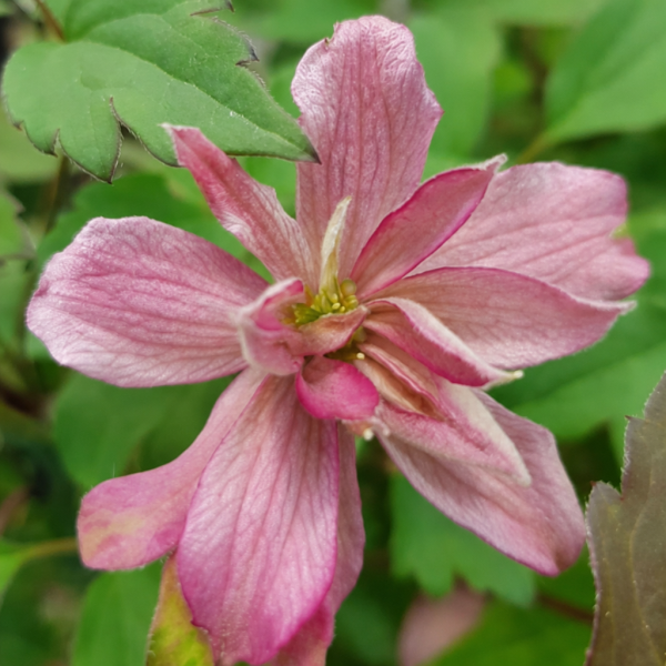 Broughton Star