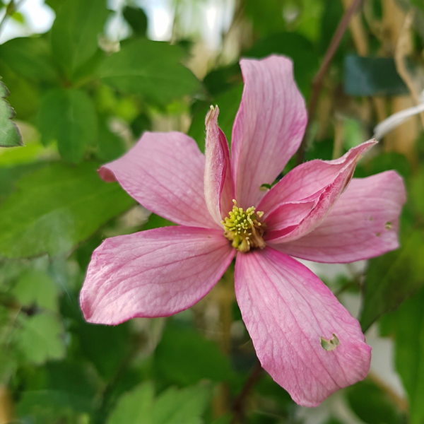 Клематис Broughton Star