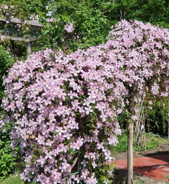 montana var rubens