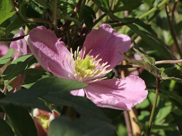 montana var rubens  Tetrarose