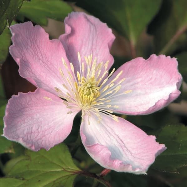 Клематис montana var rubens  Tetrarose