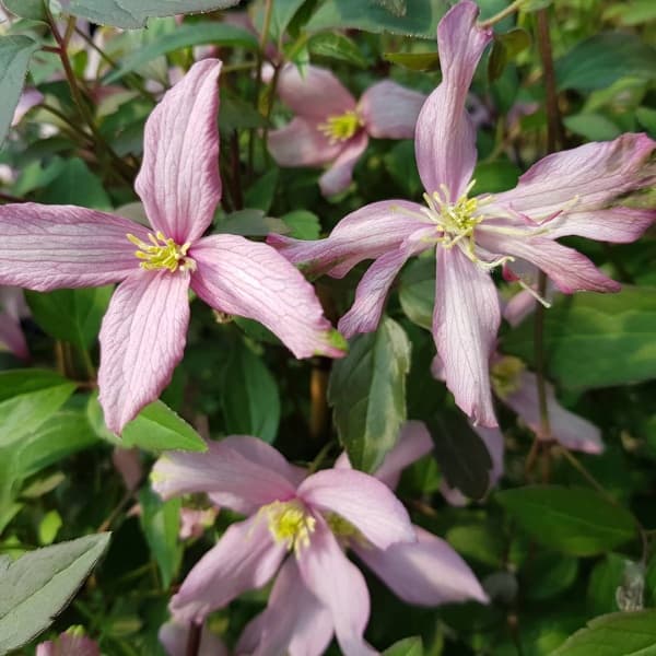 Warwickshire Rose