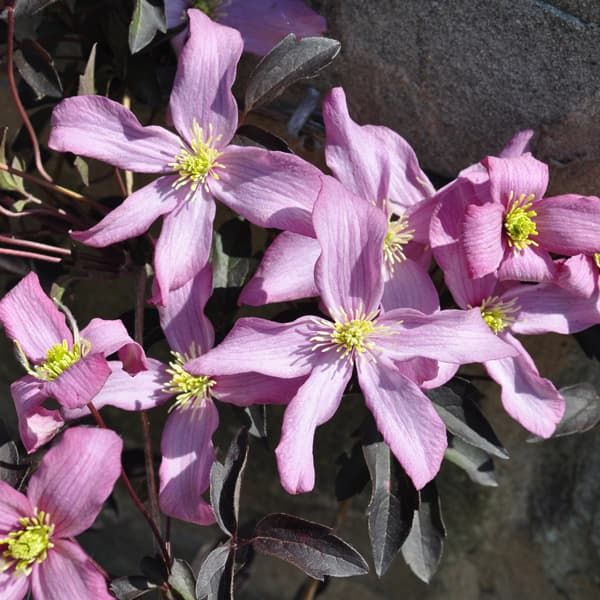 Клематис Warwickshire Rose