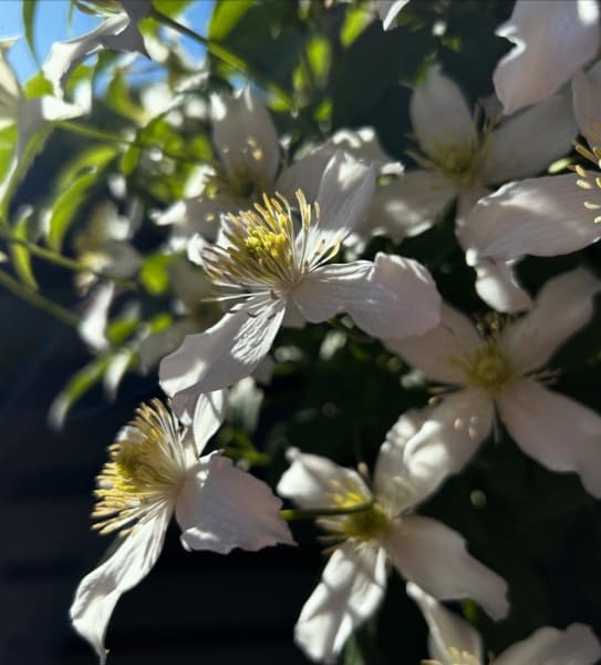 montana var wilsonii