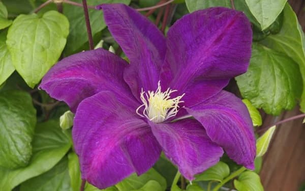 Monte Cassino