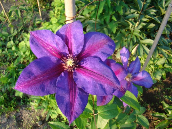 Клематис Mrs N Thompson