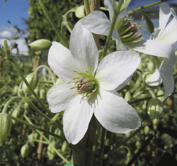 Клематис paniculata