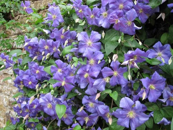Клематис Perle d'Azur
