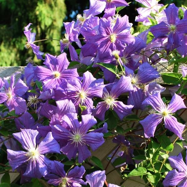 Клематис Perle d'Azur