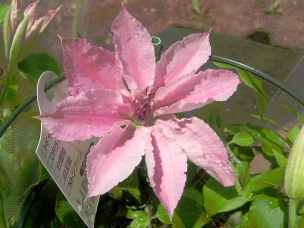 Pink Fantasy