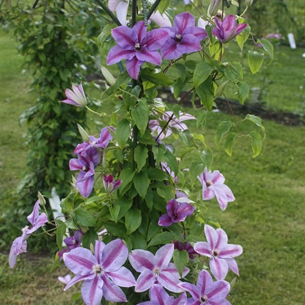 Клематис Pohjanael