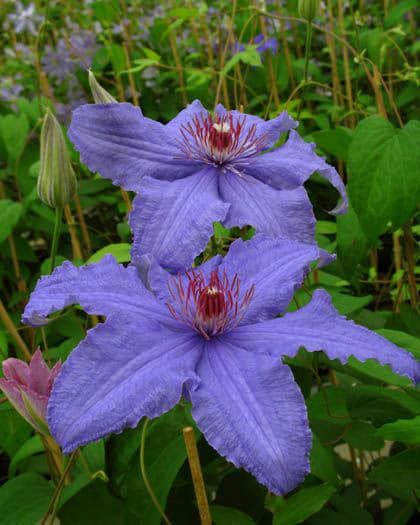 Клематис Prins Hendrik (Early Large-flowered Group)