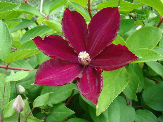 Клематис Rouge Cardinal