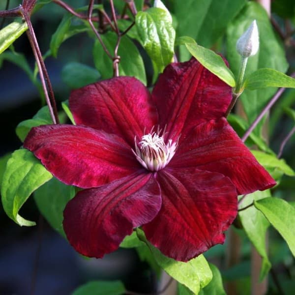 Rouge Cardinal