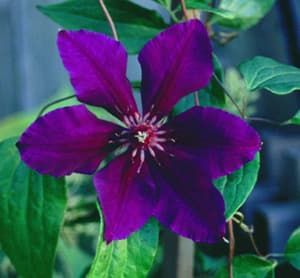 ROYAL VELVET Evifour