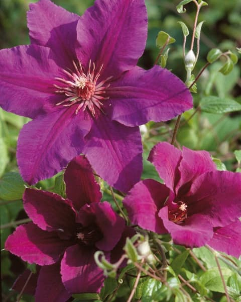 ROYAL VELVET Evifour