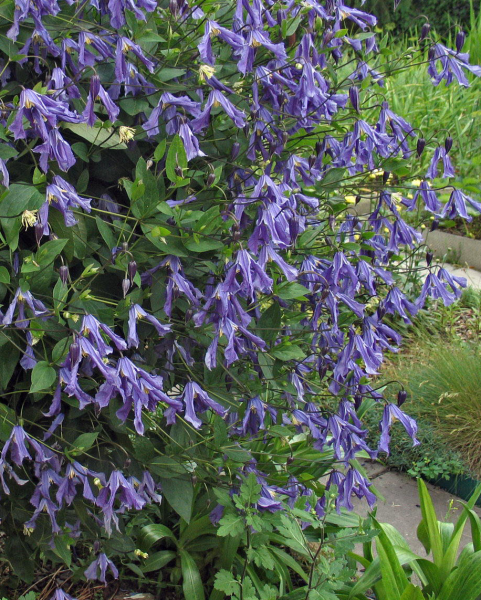 Клематис Sinii Dozhd BLUE RAIN
