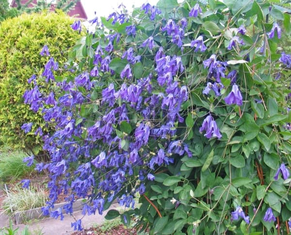 Клематис Sinii Dozhd BLUE RAIN