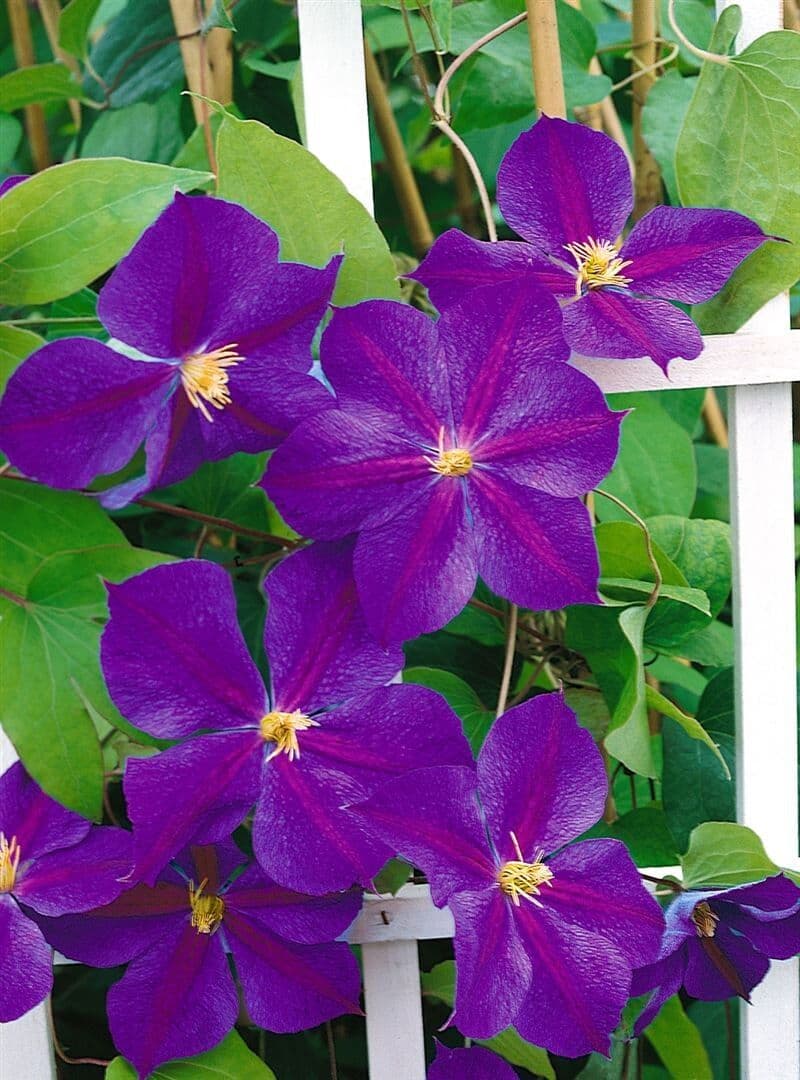 Клематис Star of India (Cripps - UK)