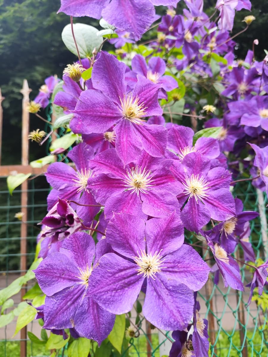 Клематис Star of India (Cripps - UK)