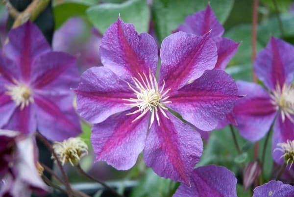 Star of India (Cripps - UK)
