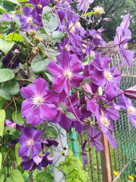 Клематис Star of India (Cripps - UK)