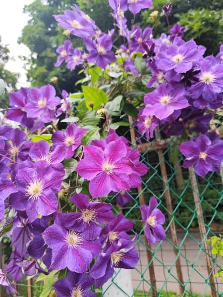 Клематис Star of India (Cripps - UK)