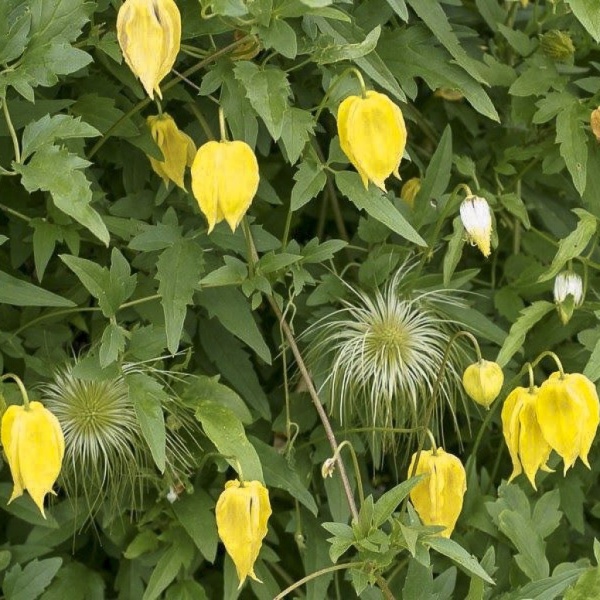 Aureolin