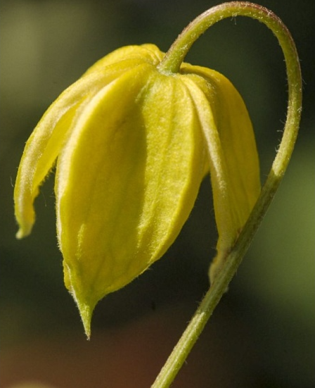 Aureolin