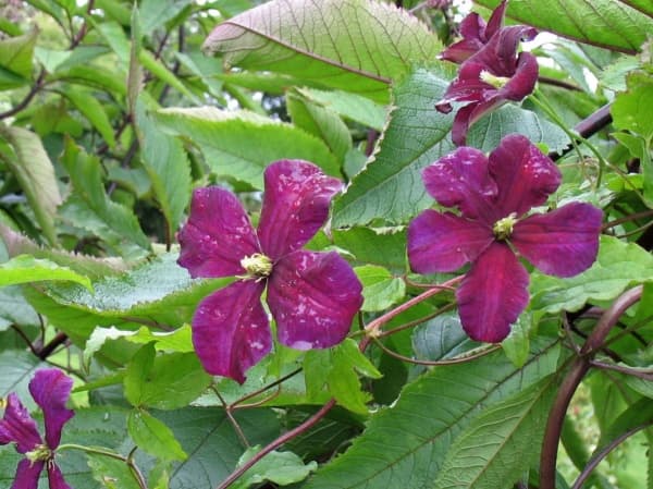 Kasmu