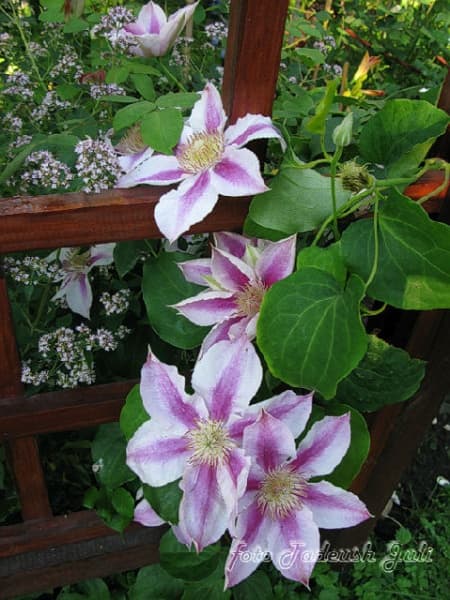 Клематис Klaara